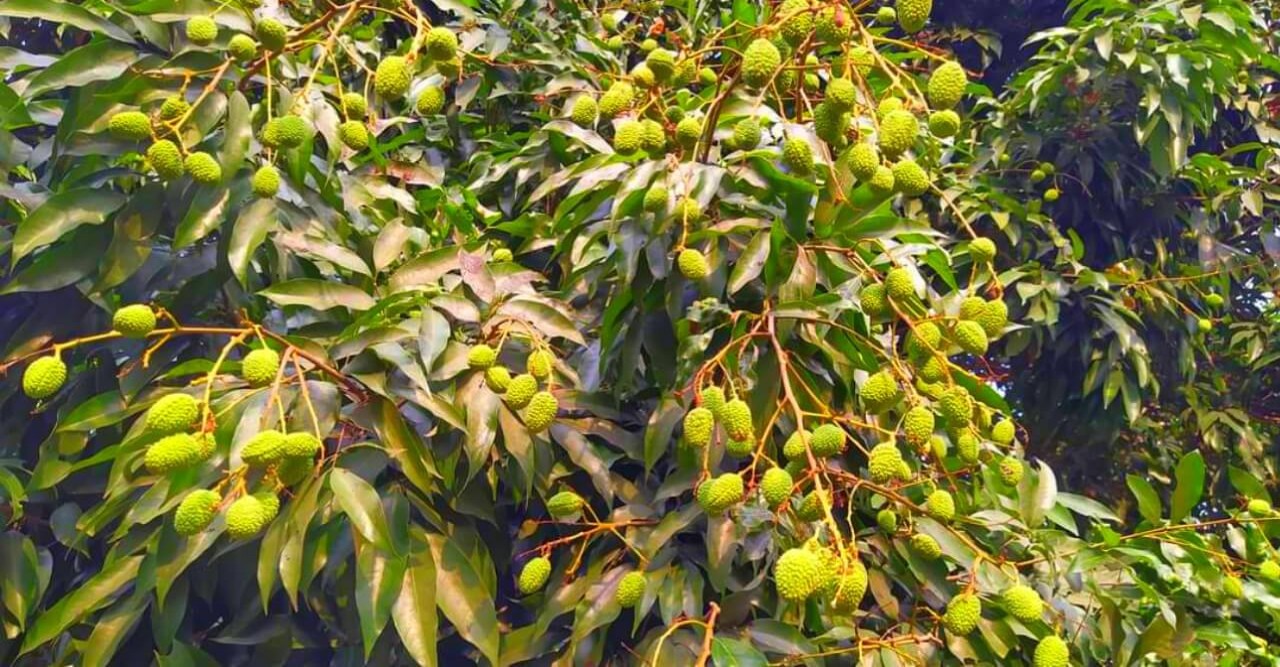 গুরুদাসপুরে লিচু বাগান নিয়ে দুশ্চিন্তায় চাষিরা