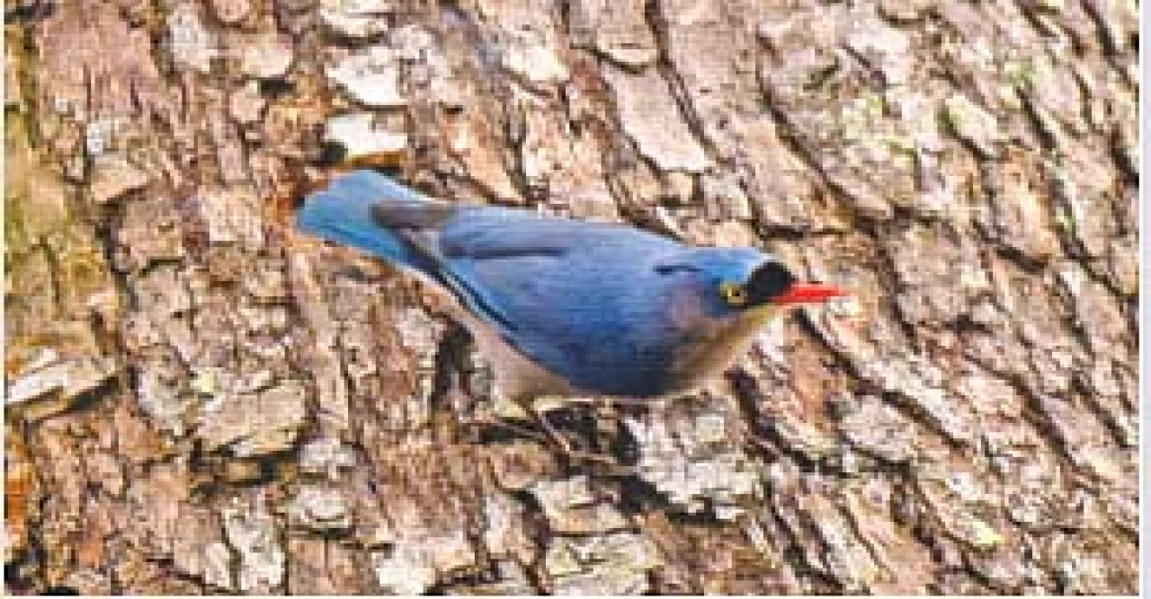 হঠাৎ দেখা বনমালী